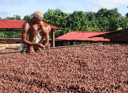 drying cocoa beans