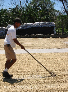 drying coffee beans