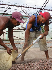 packing cocoa