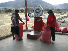 weighing cocoa